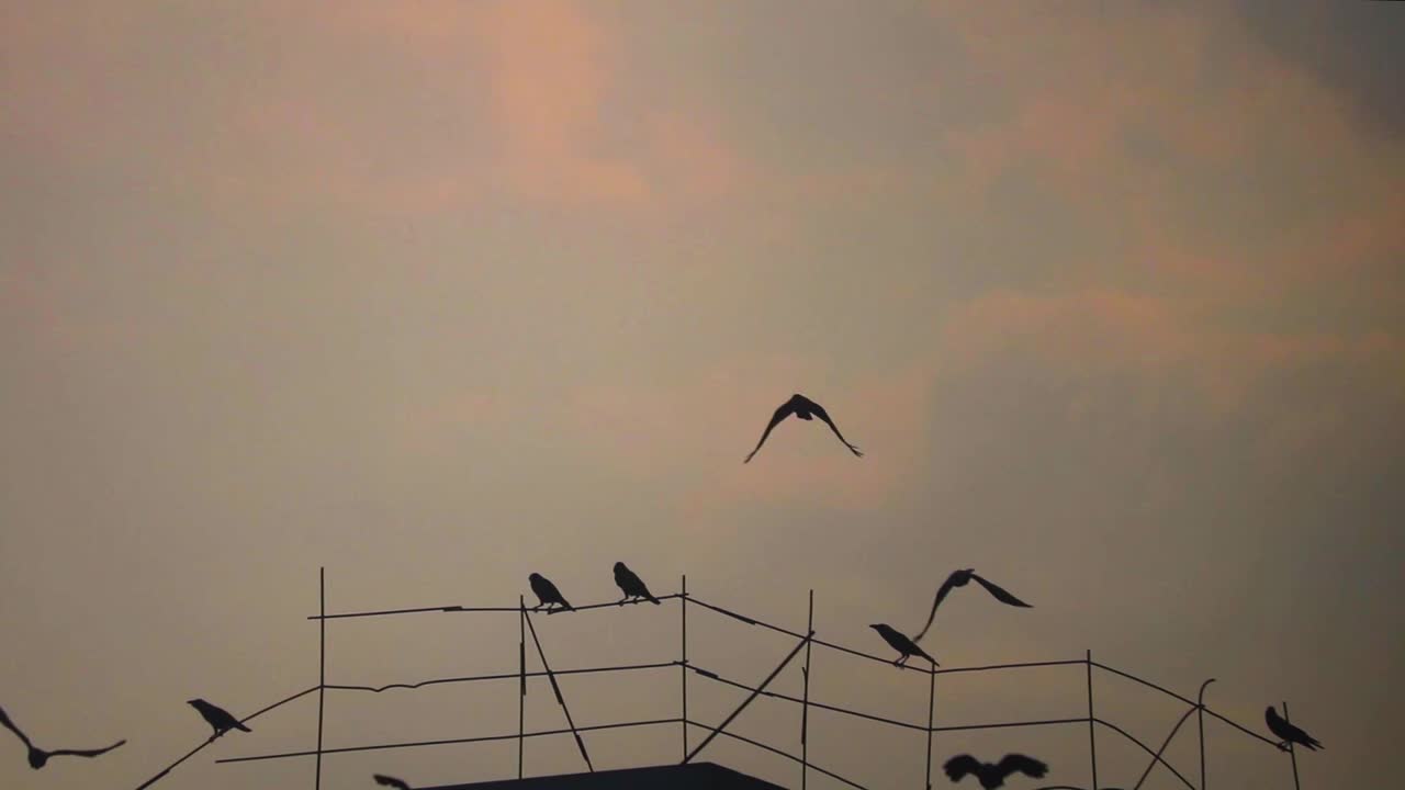 방글라데시의 일몰에 철조망에 실루엣으로 앉아 있는 한 무리의 새들
