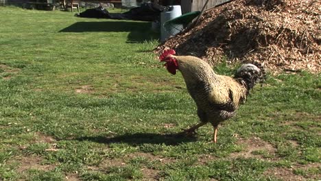 un gallo deja escapar un cuervo mientras camina por un corral