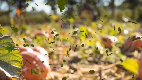 Animación-De-Hojas-De-Otoño-Cayendo-Sobre-Un-Huerto-De-Calabazas.