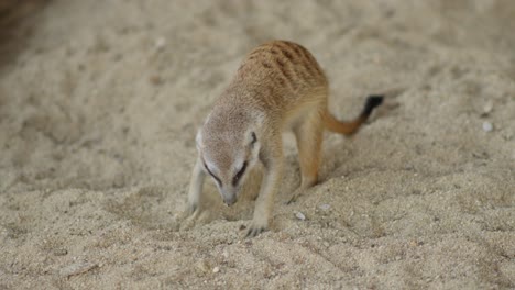 Young-Baby-Meerkat-Digging-In-Sand,-Suricata-suricatta-Wildlife-Animal-Species