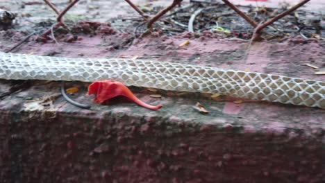 the indian rat snake, ptyas mucosa also known as dhaman snake shed skin on a wall