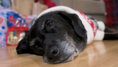 a close-up view of a tired black senior labrador dog wearing a christmas-themed sweater as it lies on the ground next to a decorated christmas gifts