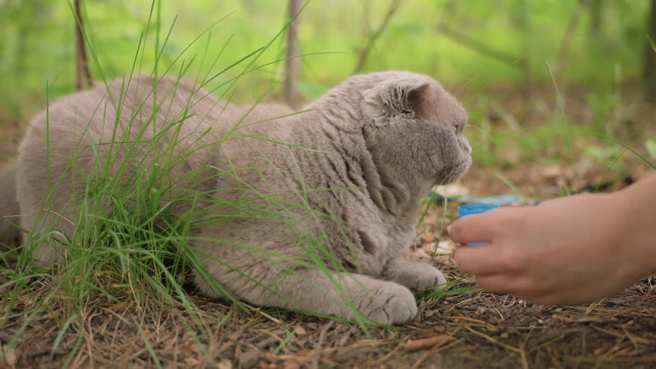 Feline Receives Gentle Eyedrops, Patient Cat Lying Peacefully As Caregiver Carefully Applies Eyedrops, Gentle Caregiver Carefully Places Eyedrops Into Calm Cat Resting Amidst Grass Blades