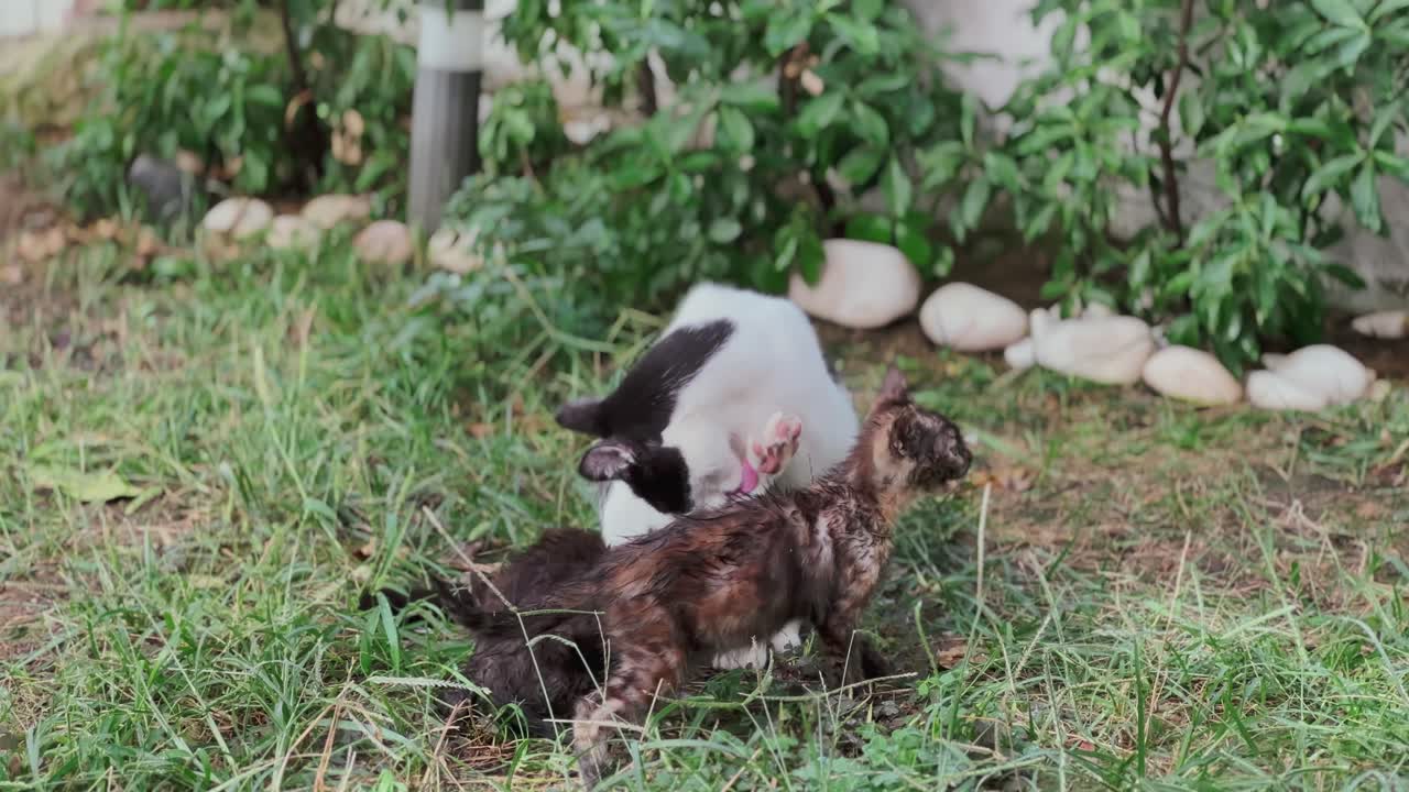 방랑 고양이 어머니 가 새끼 고양이 에게 먹이 를 주고 있다