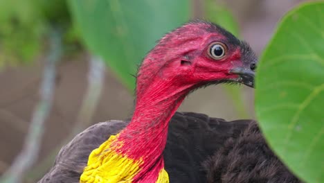 Primer-Plano-En-Cámara-Lenta-De-La-Cabeza-Roja-Con-Volantes-Amarillos-De-Un-Pavo-Australiano