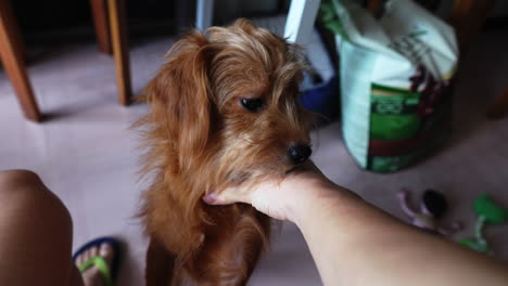 dos perros marrones se sienten cómodos mimándose con el dueño