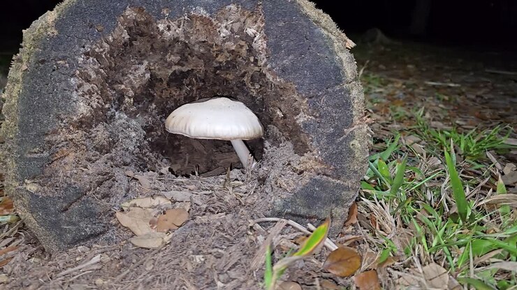 A single white mushroom grows inside a hollow, decaying log surrounded by dry leaves, soil, and grass, illustrating natural decomposition and forest floor ecosystems.