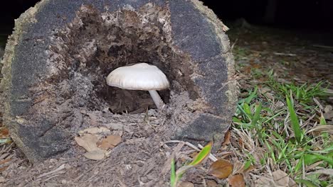 a single white mushroom grows inside a hollow, decaying log surrounded by dry leaves, soil, and grass, illustrating natural decomposition and forest floor ecosystems.