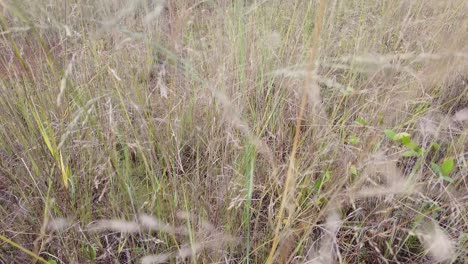 close-up of dry grass in the wind