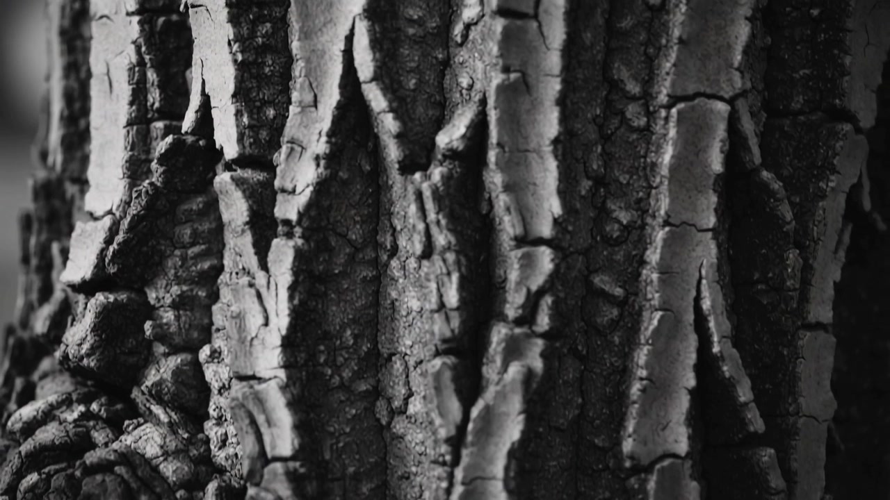 Telecamera che si sposta rivelando un tronco d'albero con profonde fessure nella corteccia nella foresta, mostrando la struttura nodosa.