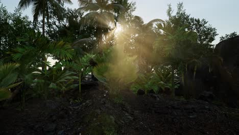 Sunset-Beams-through-Palm-Trees