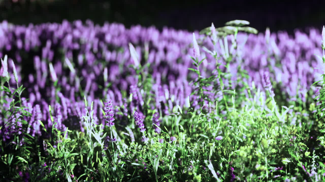 Vibrant purple flowers bloom under the warm sun in a colorful garden oasis