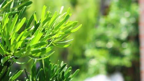 vibrant green leaves with blurred background