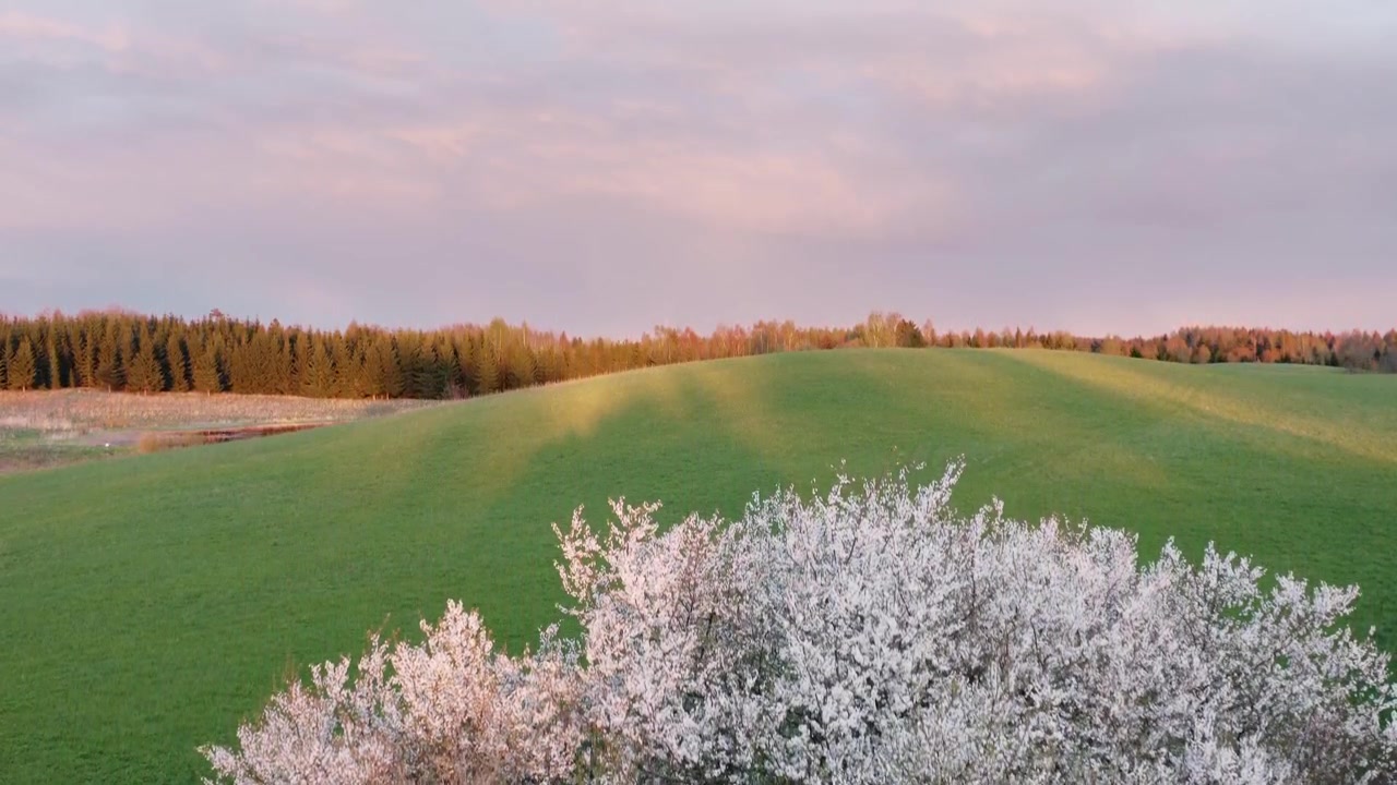 Ripresa aerea con drone di un albero bianco in fiore su dolci colline verdi in un paesaggio rurale al tramonto.