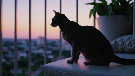 cat watching the sunset from a balcony