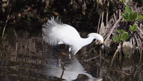 Snowy-Egret-in-breeding-plumage-hunting-for-fish,-in-mangrove-wetland-Florida