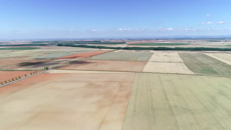 campo de colza listo para la cosecha