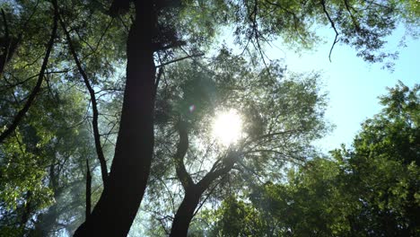 the summer sun peeks through the green crown of large trees and smoke from a bonfire.