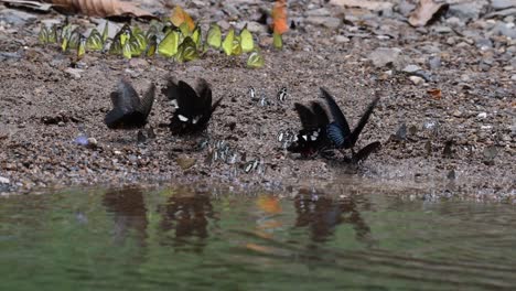 kaleidoscope of butterflies gathered together flapping their wings together at a mineral rich spot next to to a stream in kaeng krachan national park