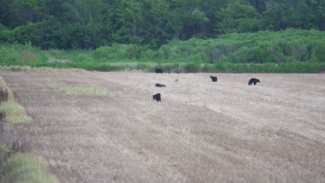 Osos-Negros-En-Un-Campo-Abierto-En-El-Este-De-Carolina-Del-Norte