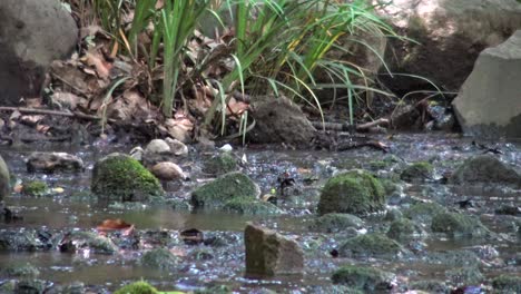 Scenery-of-Shiba-Park-and-close-stones-and-riverside