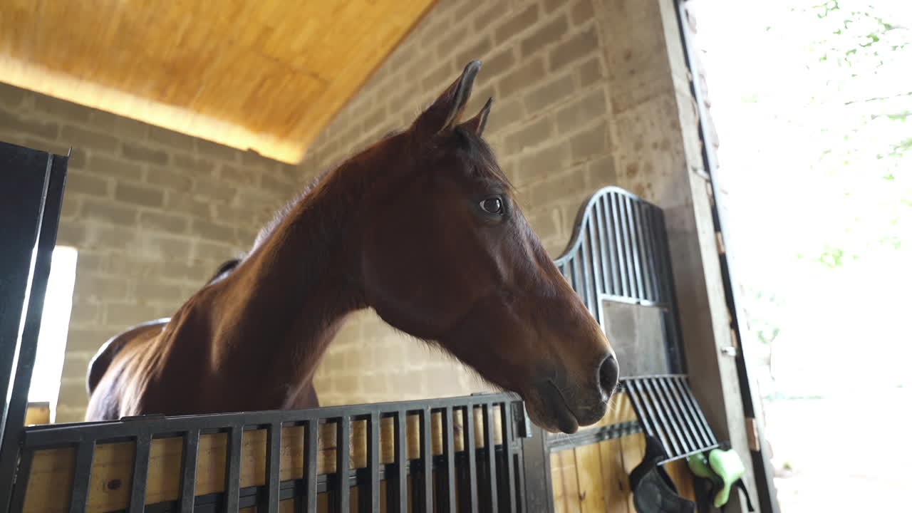 Bay horse inside upscale equestrian stable, natural light highlighting calm and discipline