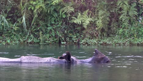 a rhino submerged under the water cooling in the hot afternoon sunshine