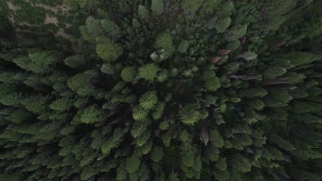 rotating, spinning aerial bird's eye view above green pine tree forest