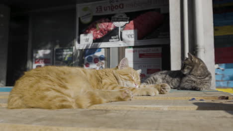 dos gatos durmiendo en una superficie de madera