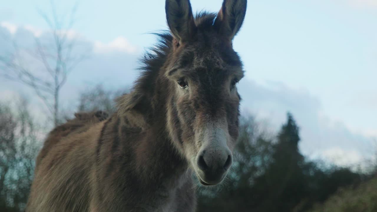4K Cinematic slow motion footage of a donkey in a field eating grass on a sunny day.