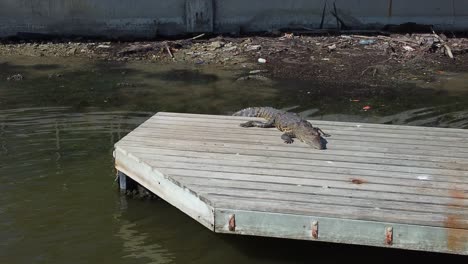 a crocodile standing own a quay under the sun without move in the middle of a lake inn the city of tampico, mexico