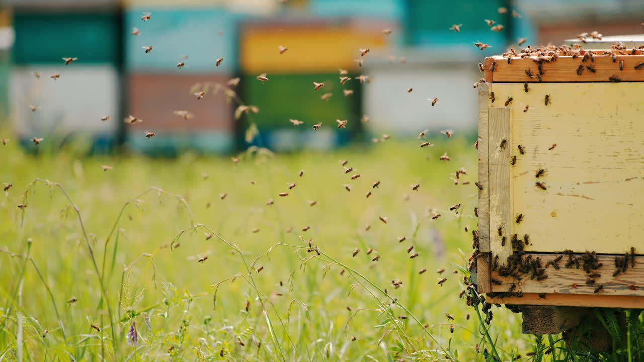 Hundreds of bees flying around the beehive. Lots of working honey insects crawling along the hive. Blurred backdrop with hives.
