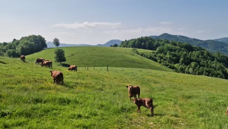 Prados-De-Colinas-Siempre-Verdes-Con-Vacas-Pastando