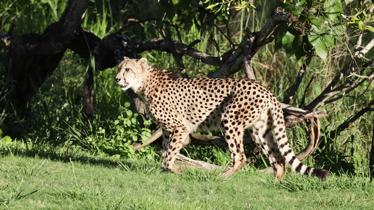 cheetah paseando cerca del agua y el follaje