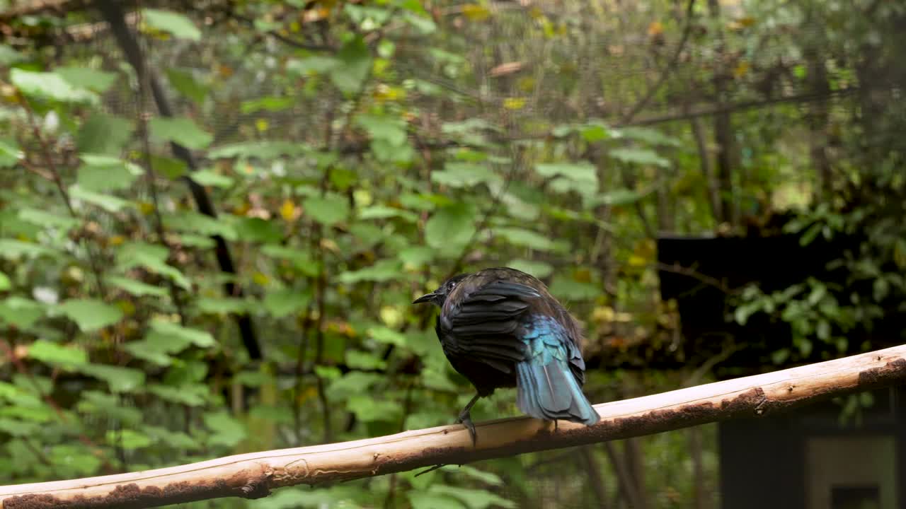 primer plano en cámara lenta de un pájaro tui saltando y mirando hacia arriba en una rama de madera con hojas verdes en el fondo, endémico de nueva zelanda