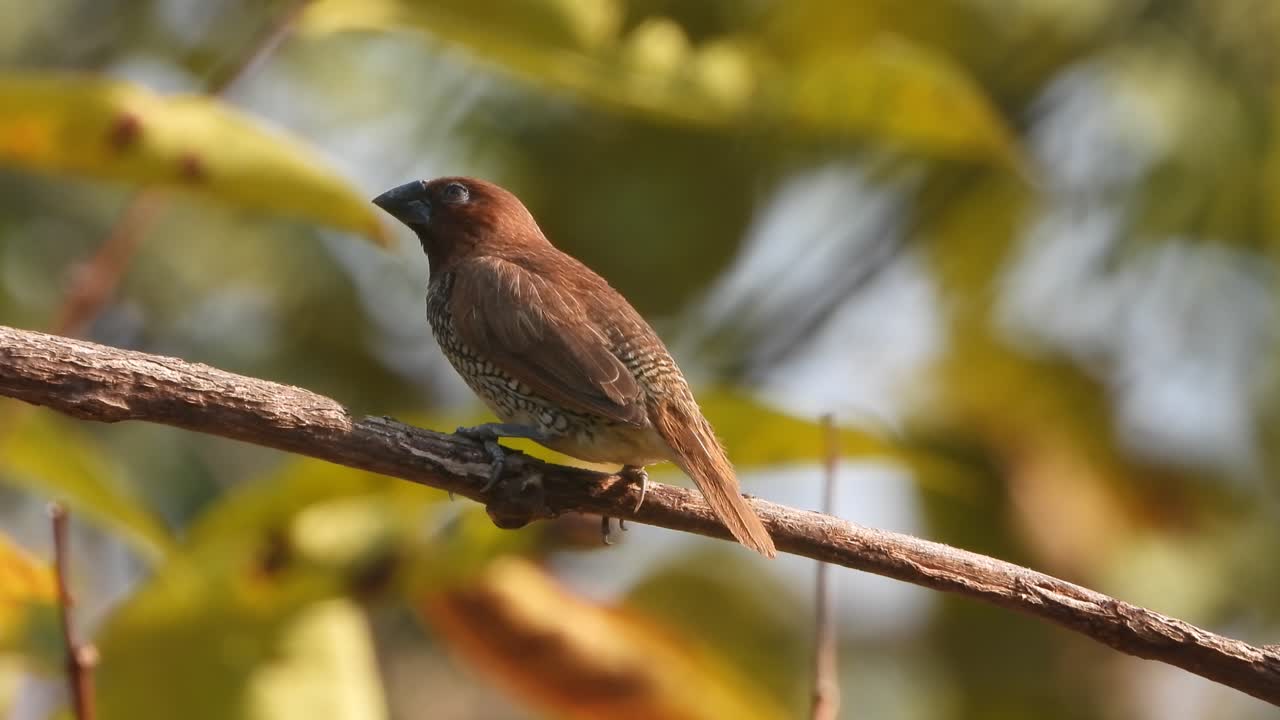 munia de pecho escamoso en un árbol esperando comida