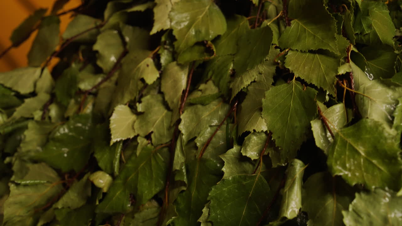 Birch Branches for a Sauna