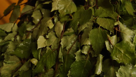 birch branches for a sauna