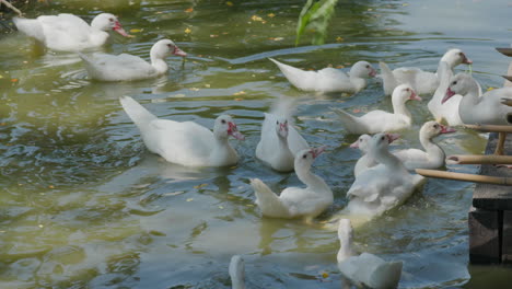 des canards dans l'eau.