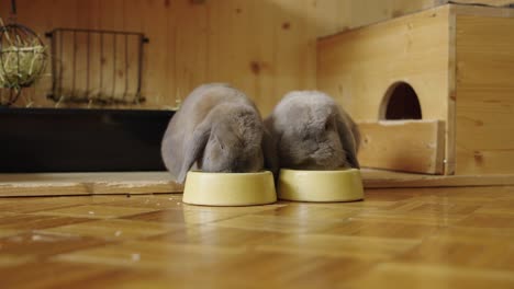 chewing bunnies, eating oat flakes, front view in uhd