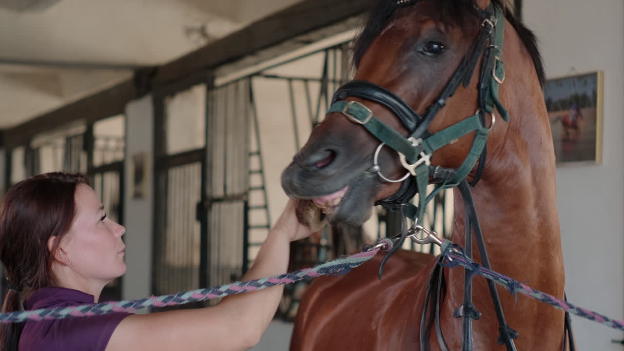 mujer arreglando un caballo en un establo