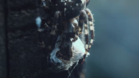 una araña se deleita con su presa