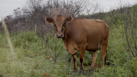 joven vaca castaña sola al lado de una montaña