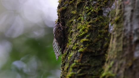 Auf-Der-Linken-Seite-Zu-Sehen,-Wie-Er-Gerade-Auf-Der-Moosigen-Seite-Eines-Baumes-Tief-Im-Wald-Ruht,-Zikade,-Thailand