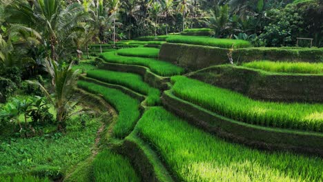 drone video shows the early morning glow over tegalalang rice terrace in bali, with emerald green valleys, palm trees, and layered paddies creating a peaceful tropical landscape