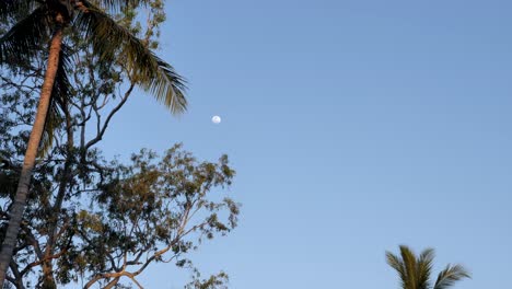 Palmera-En-Cámara-Lenta-Balanceándose-Con-La-Brisa-Con-Fondo-De-Cielo-Azul-Y-Luna-Grande-Con-Pájaros-Volando-Por-El-Medio