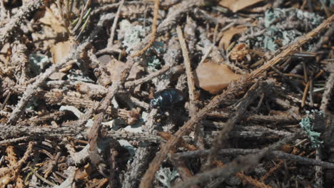 a manure beetle stands on pine thorns