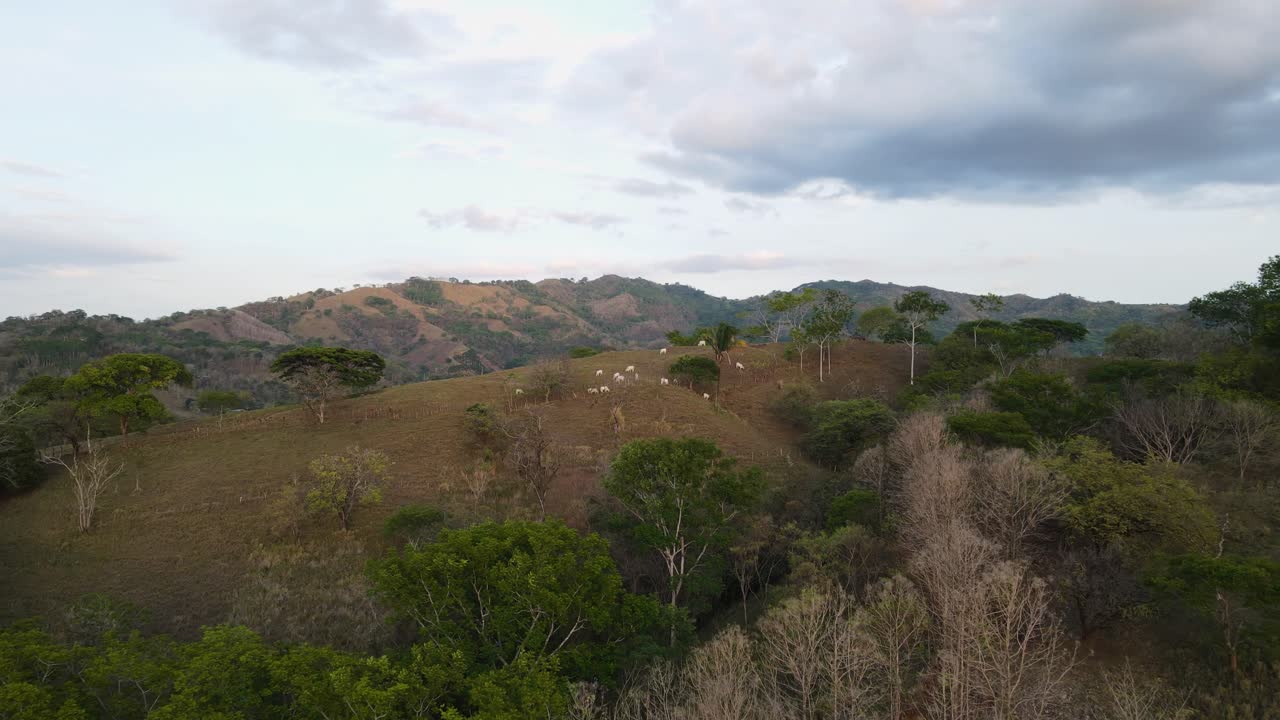 vuelo de avión no tripulado sobre el rebaño de ganado en la puesta de sol