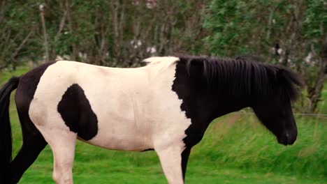 tomas de amistosos caballos islandeses en la granja