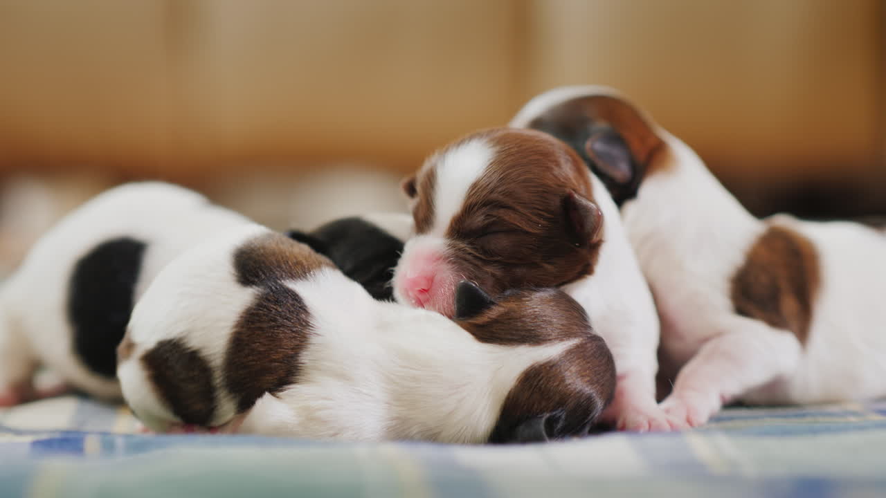 신생아 강아지 05